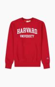 Champion Harvard university /wit 218350